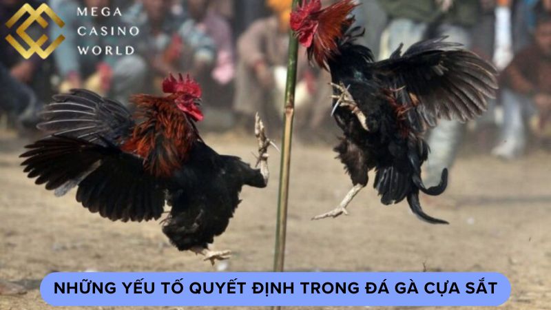 Những yếu tố quyết định trong đá gà cựa sắt