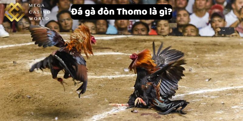 Đá gà đòn Thomo là gì?