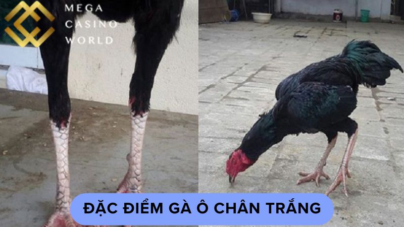 Đặc điểm gà ô chân trắng