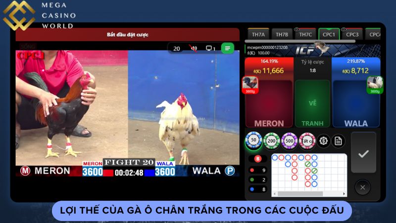 Lợi thế của gà ô chân trắng trong các cuộc đấu