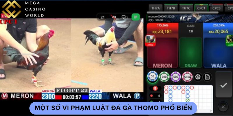 Một số vi phạm luật đá gà thomo phổ biến